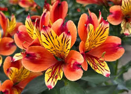 See Which Flowers Harmonize Perfectly With Alstroemeria to Craft Cheerful Arrangements