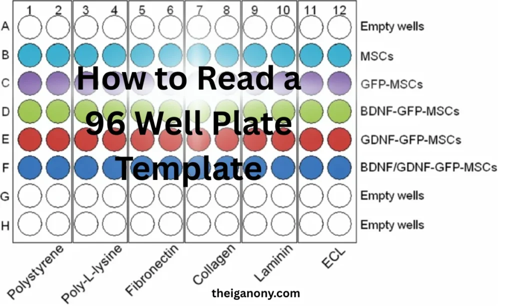 96 Well Plate Template
